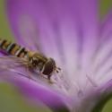 Lezing Macrofotografie Eric Busstra