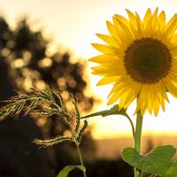 8 juli - 1 september | RICK gesloten vanwege zomervakantie